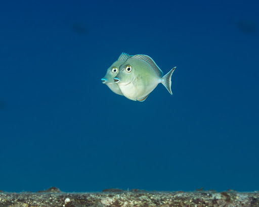 Bluespine Unicornfish