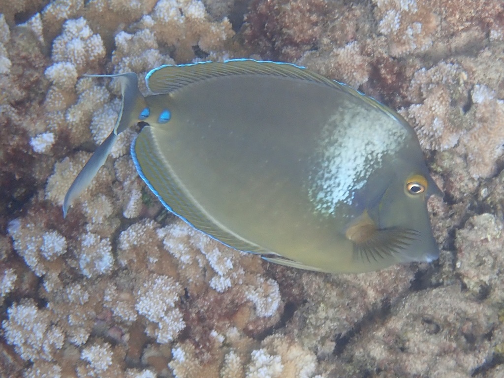 Bluespine Unicornfish