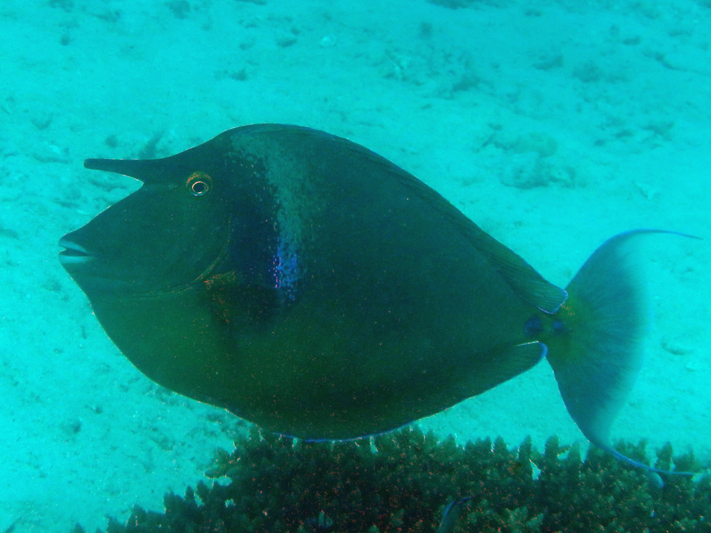 Bluespine Unicornfish