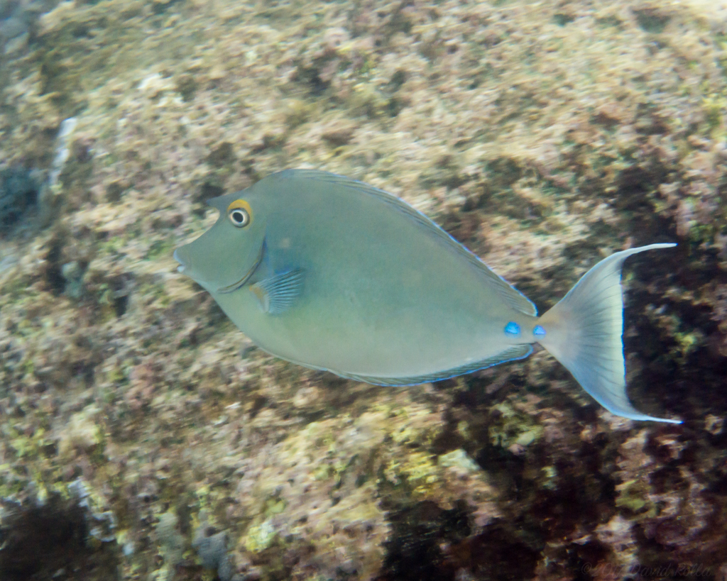 Bluespine Unicornfish