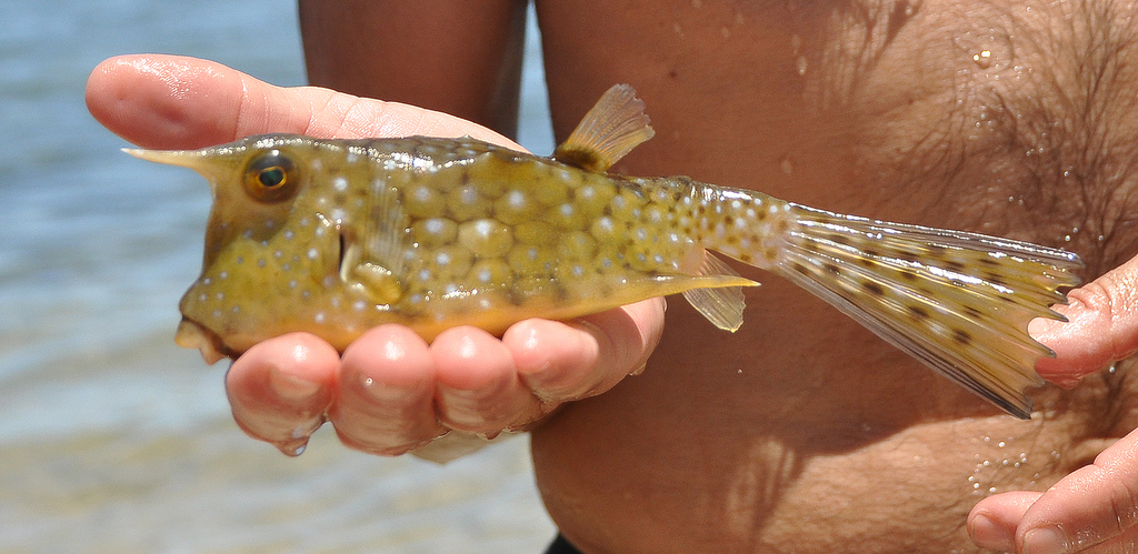 Longhorn Cowfish