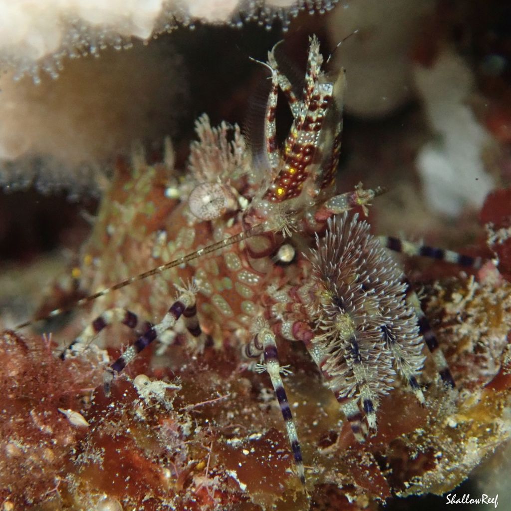 Marbled Shrimp
