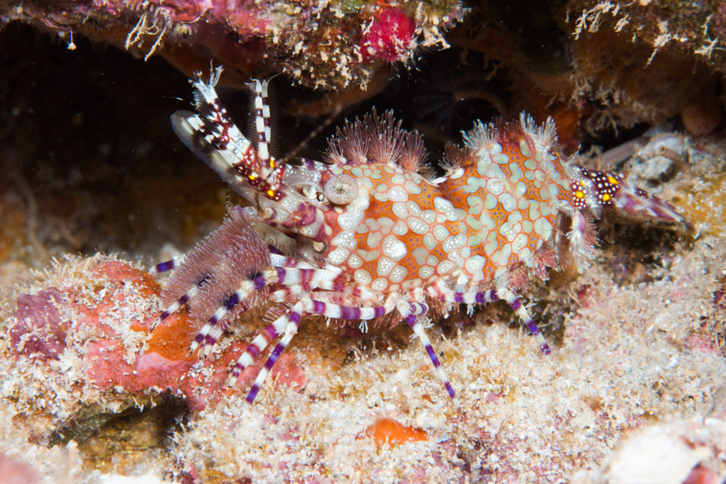 Marbled Shrimp