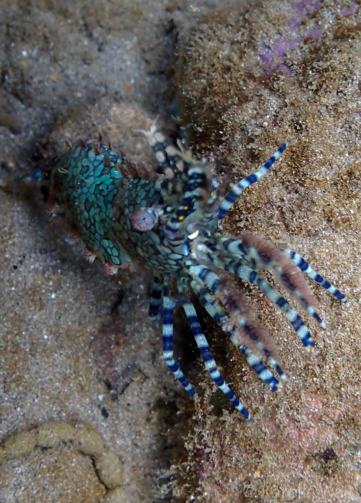 Marbled Shrimp