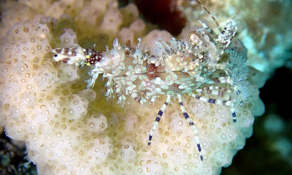 Marbled Shrimp