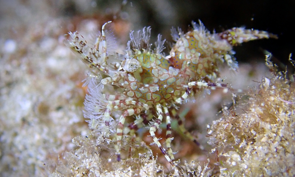 Marbled Shrimp