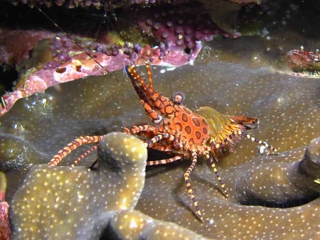 Marbled Shrimp