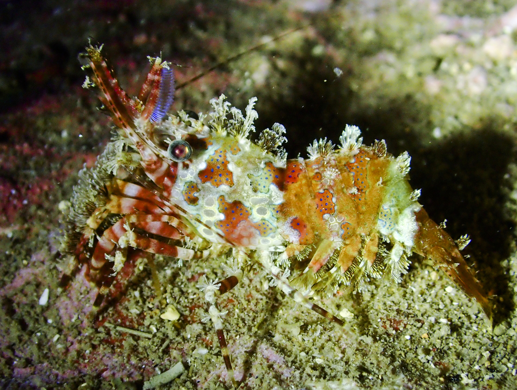 Marbled Shrimp