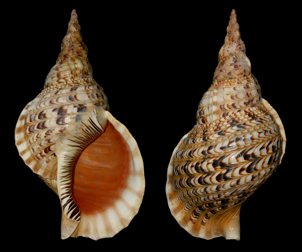 Giant Triton Snail