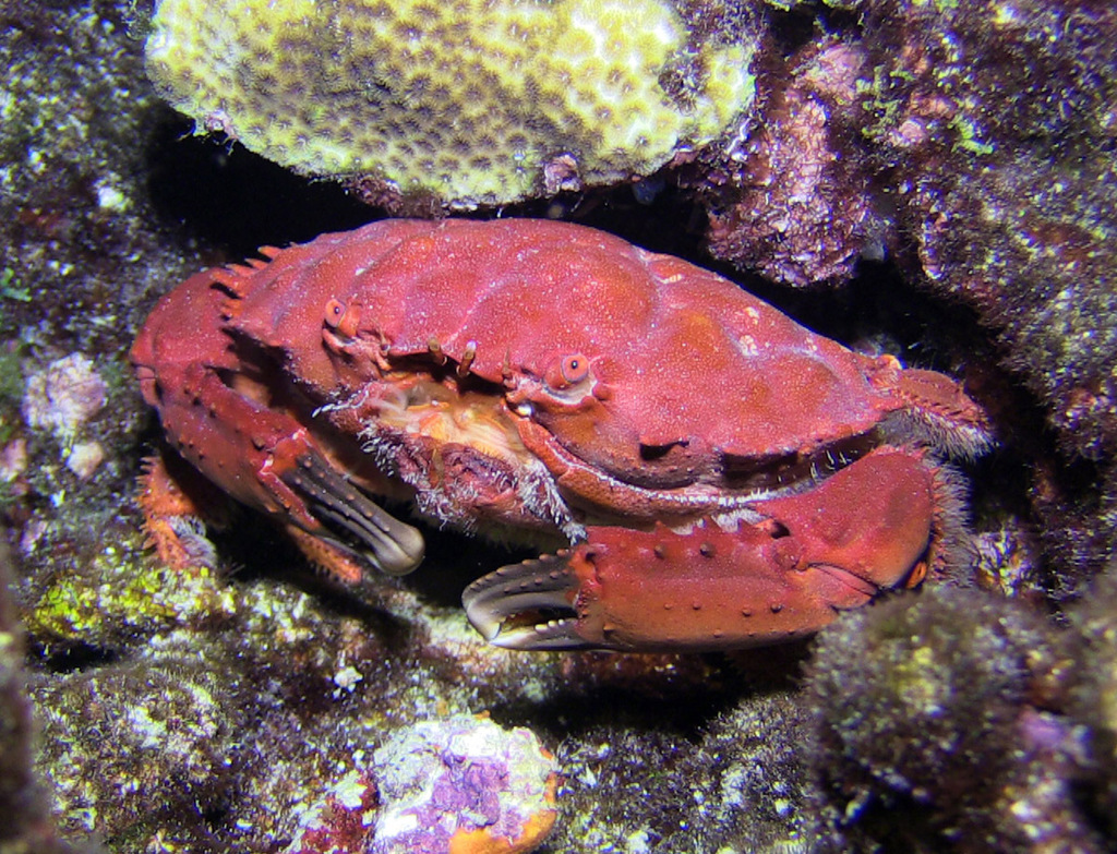 Splendid Pebble Crab
