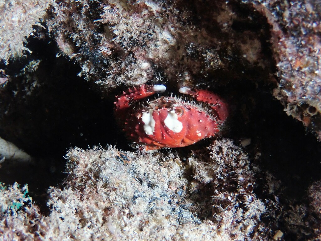 Splendid Pebble Crab