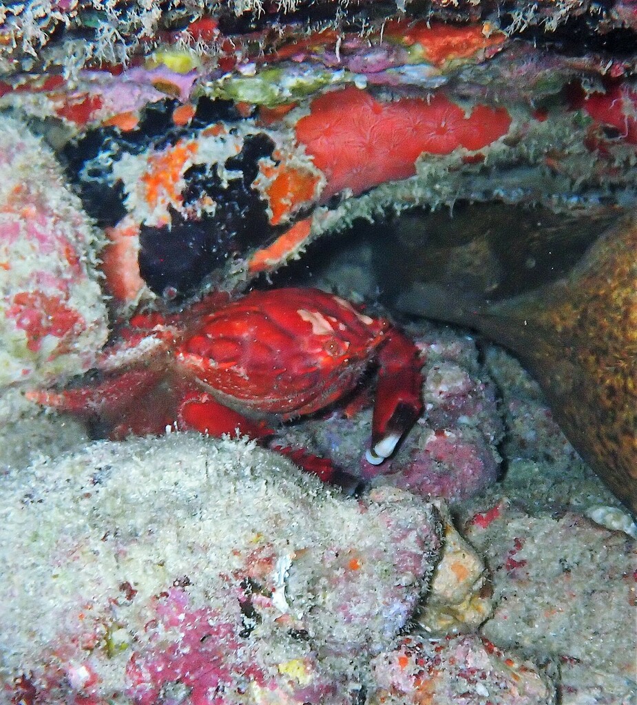 Splendid Pebble Crab