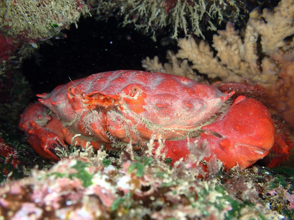 Splendid Pebble Crab