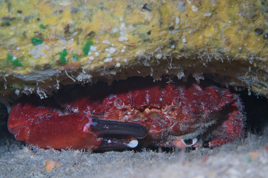 Splendid Pebble Crab