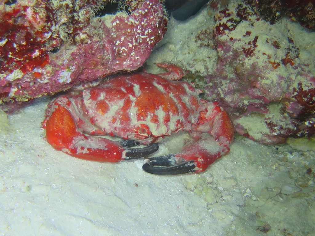 Splendid Pebble Crab