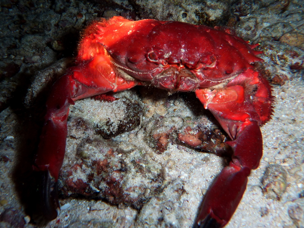 Splendid Pebble Crab