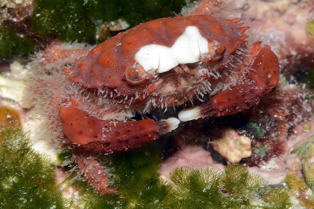 Splendid Pebble Crab