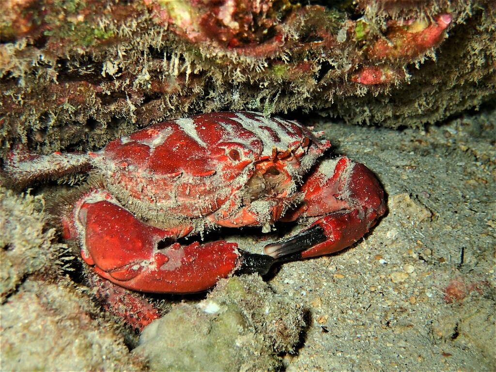 Splendid Pebble Crab