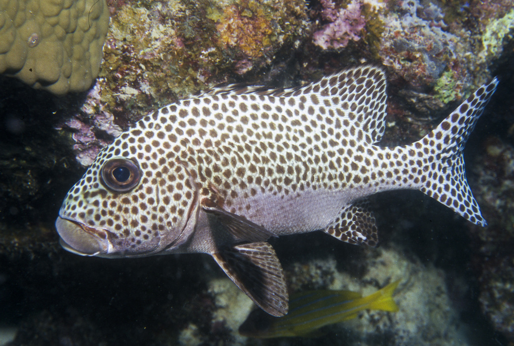 Harlequin Sweetlips