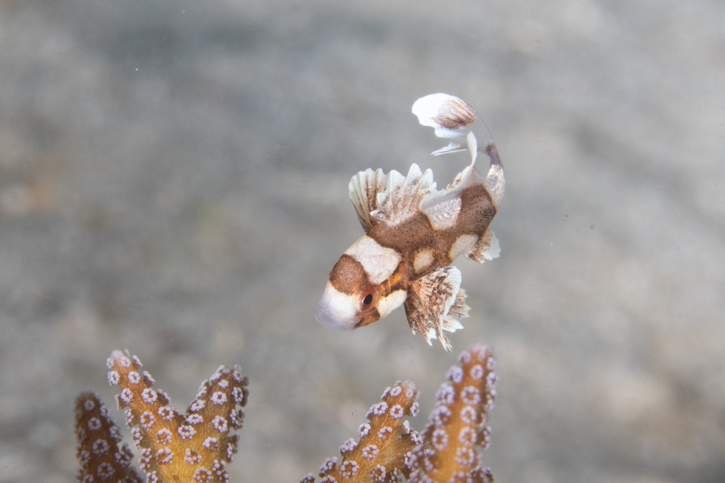 Harlequin Sweetlips