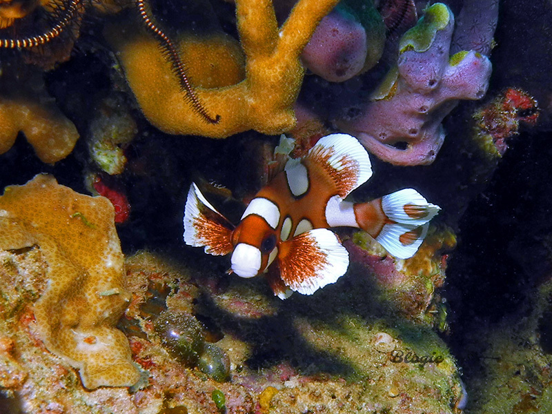 Harlequin Sweetlips