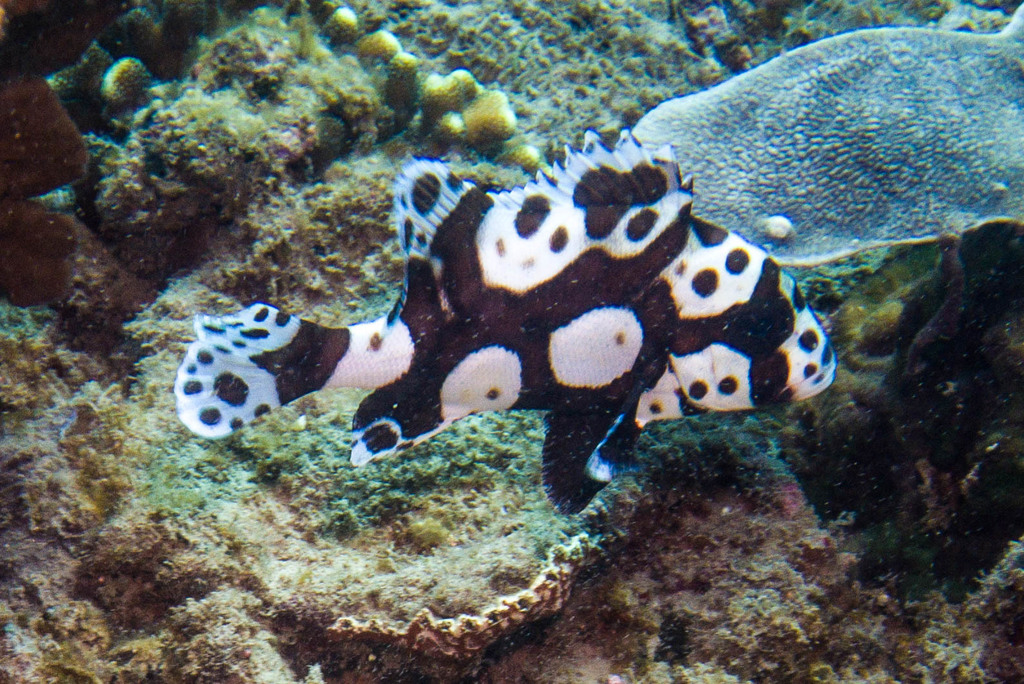 Harlequin Sweetlips