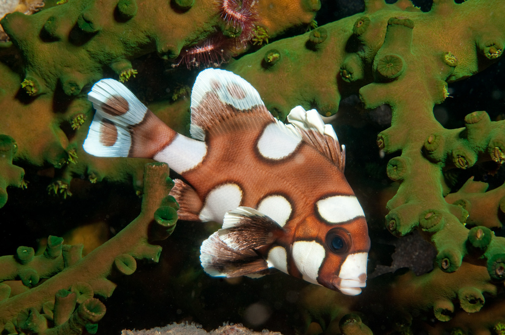Harlequin Sweetlips