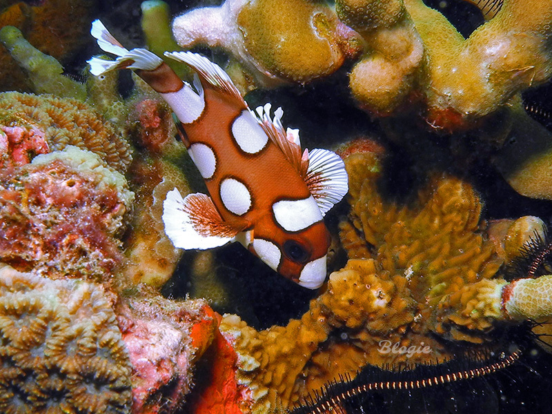 Harlequin Sweetlips