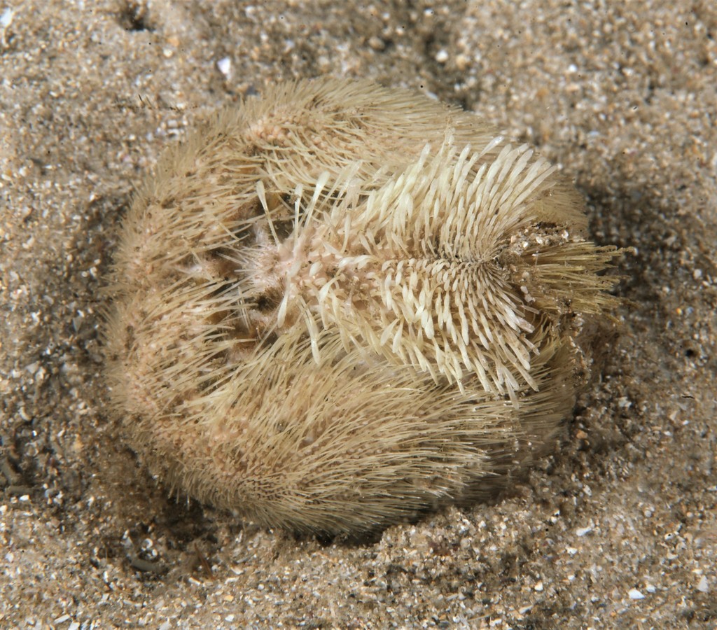 Sea Potato