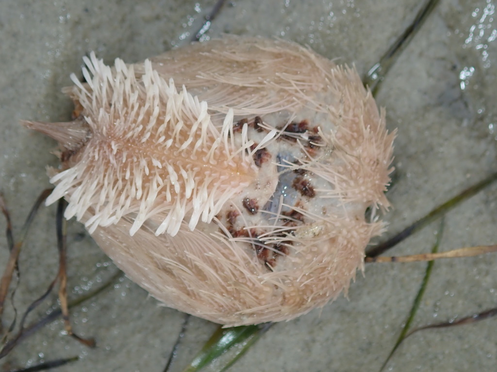 Sea Potato