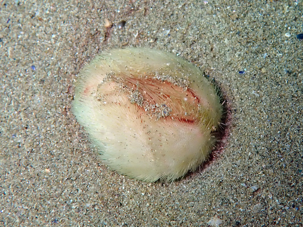 Sea Potato