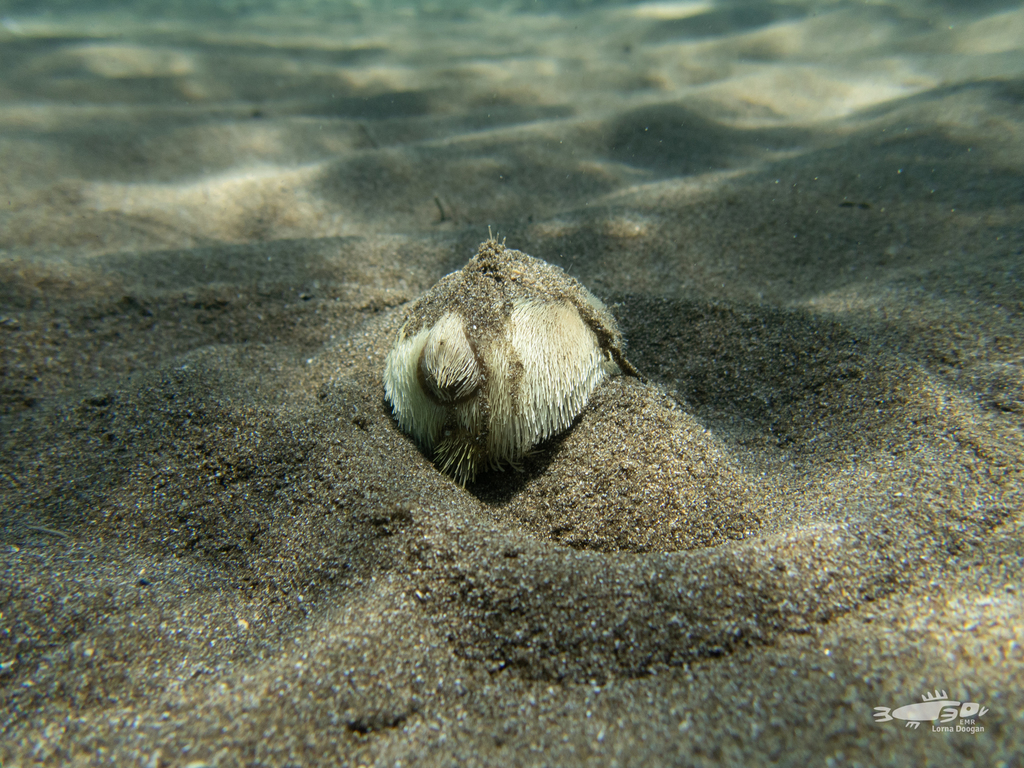 Sea Potato