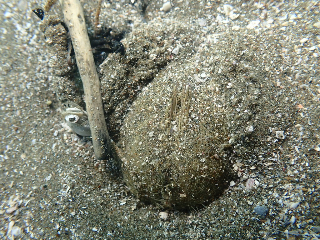 Sea Potato