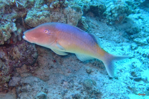 Goldsaddle Goatfish