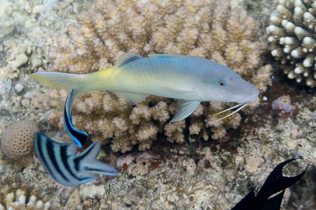 Goldsaddle Goatfish