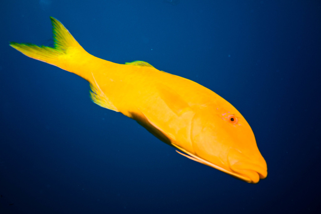 Goldsaddle Goatfish