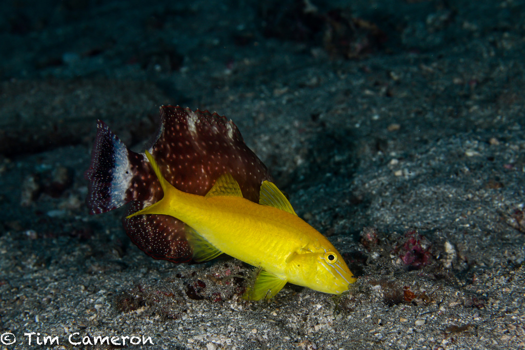 Goldsaddle Goatfish