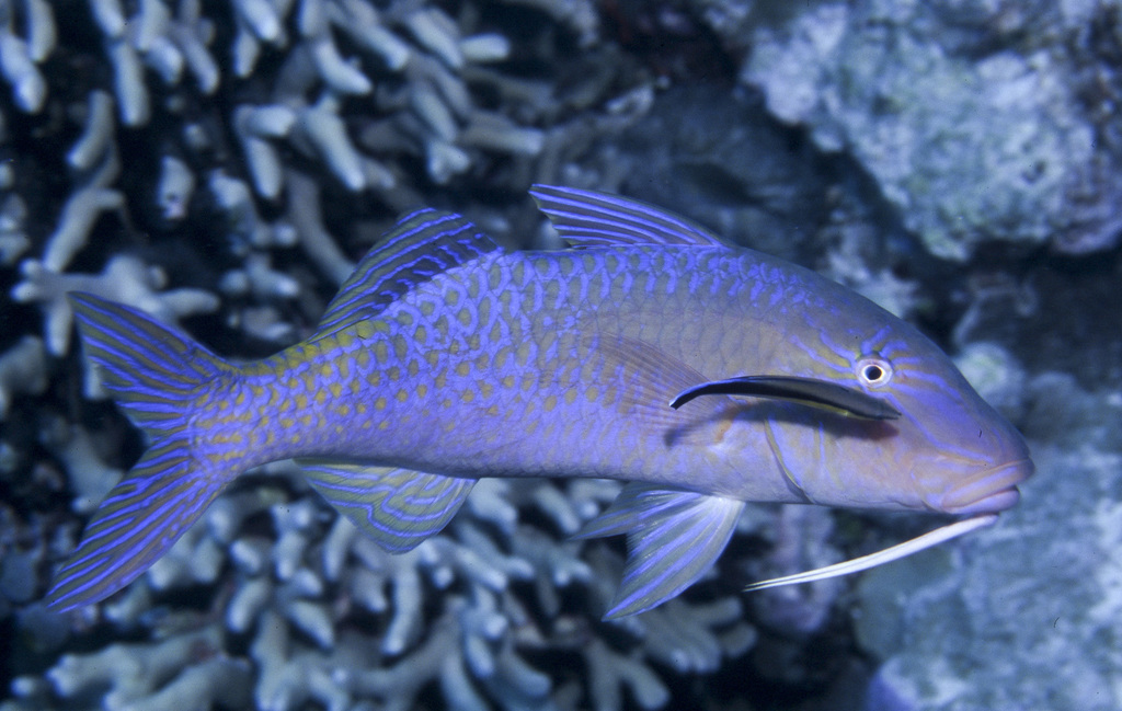 Goldsaddle Goatfish