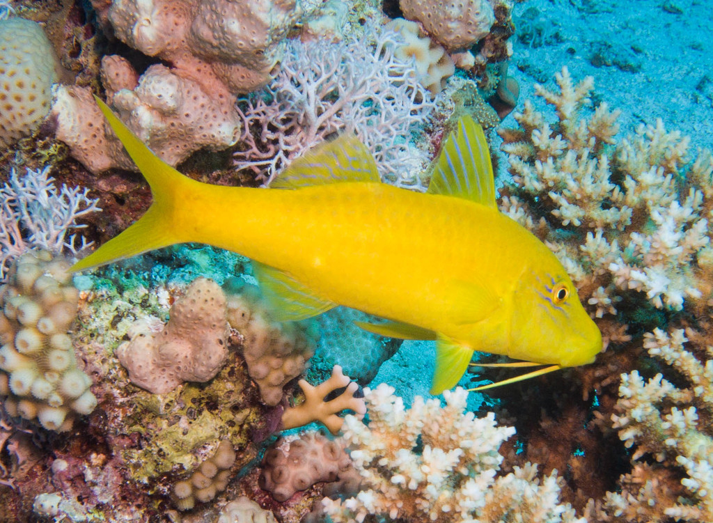 Goldsaddle Goatfish