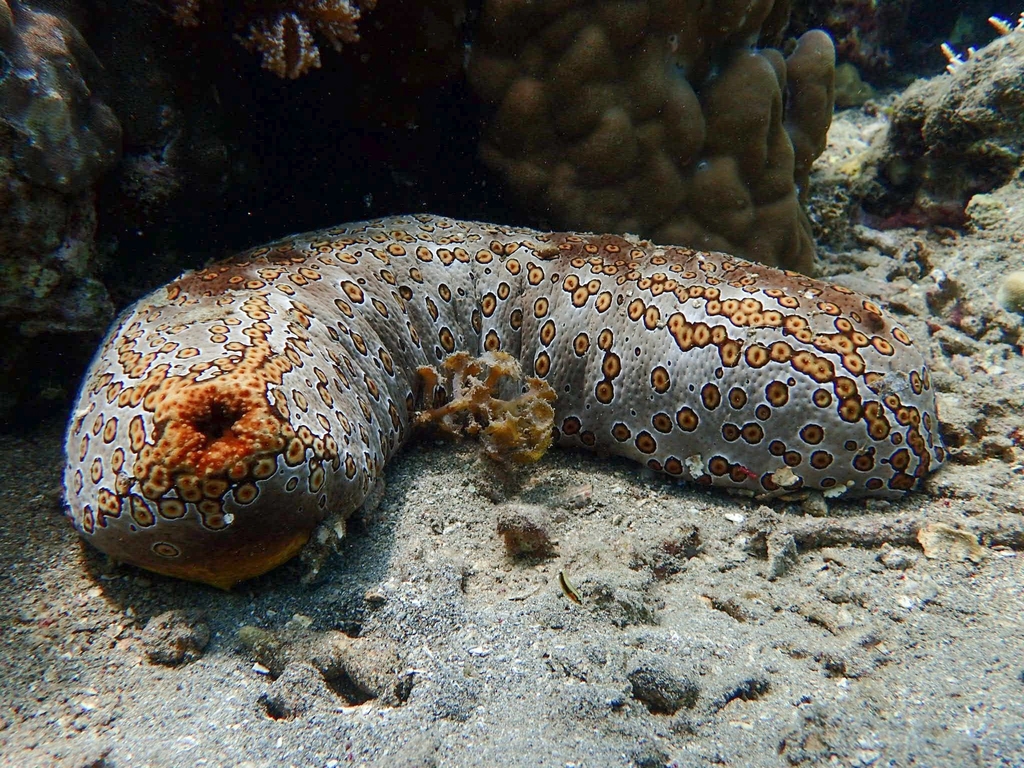 Leopard Sea Cucumber