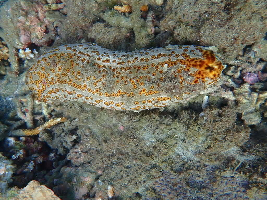 Leopard Sea Cucumber