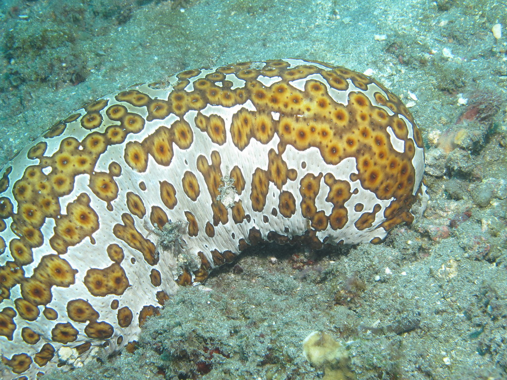 Leopard Sea Cucumber