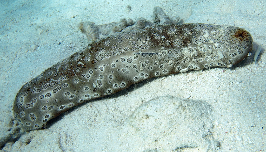Leopard Sea Cucumber
