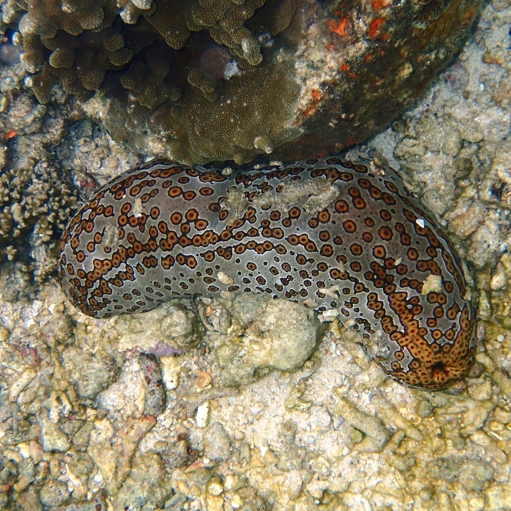 Leopard Sea Cucumber