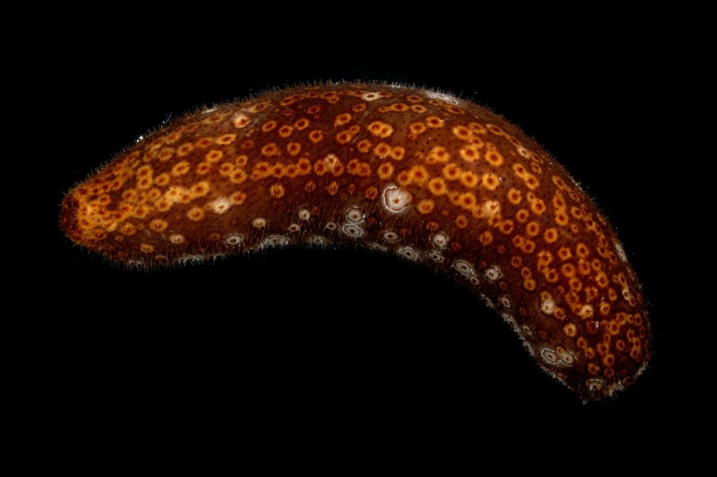 Leopard Sea Cucumber