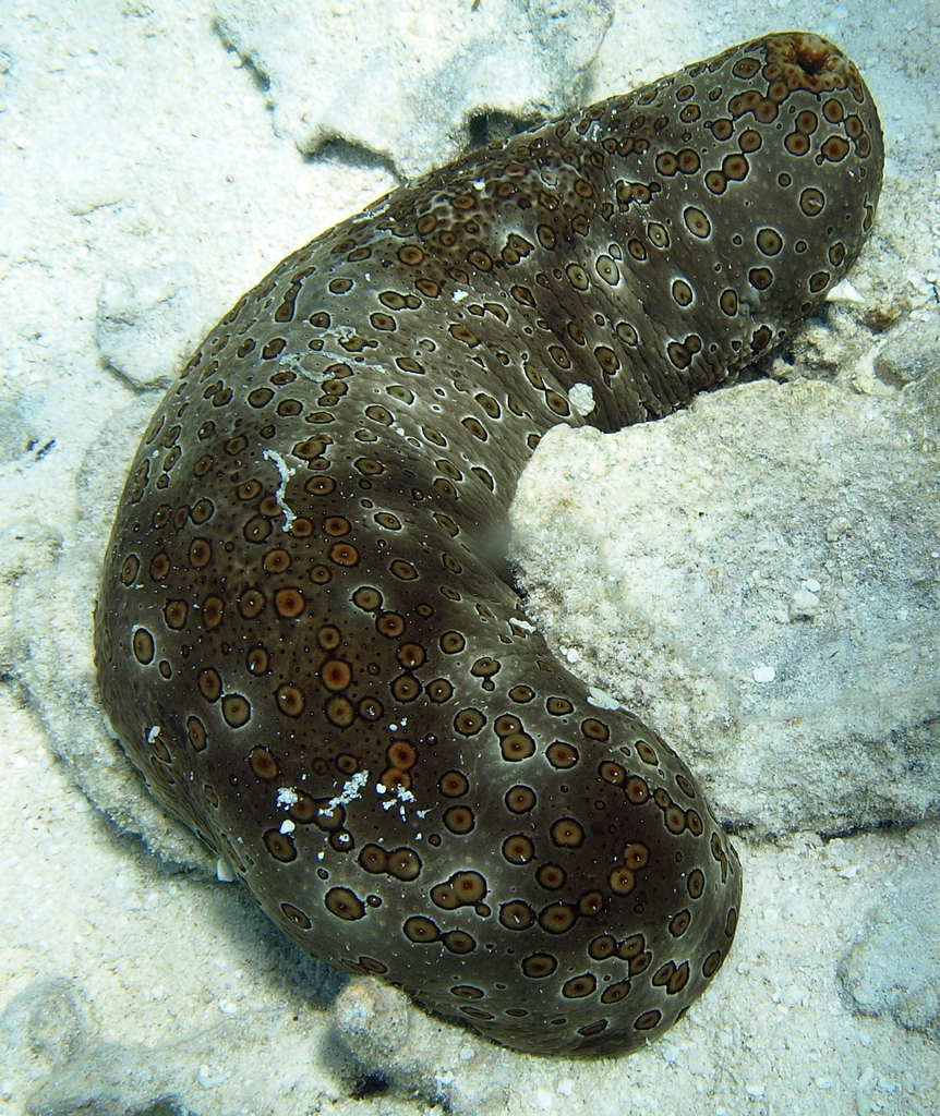 Leopard Sea Cucumber