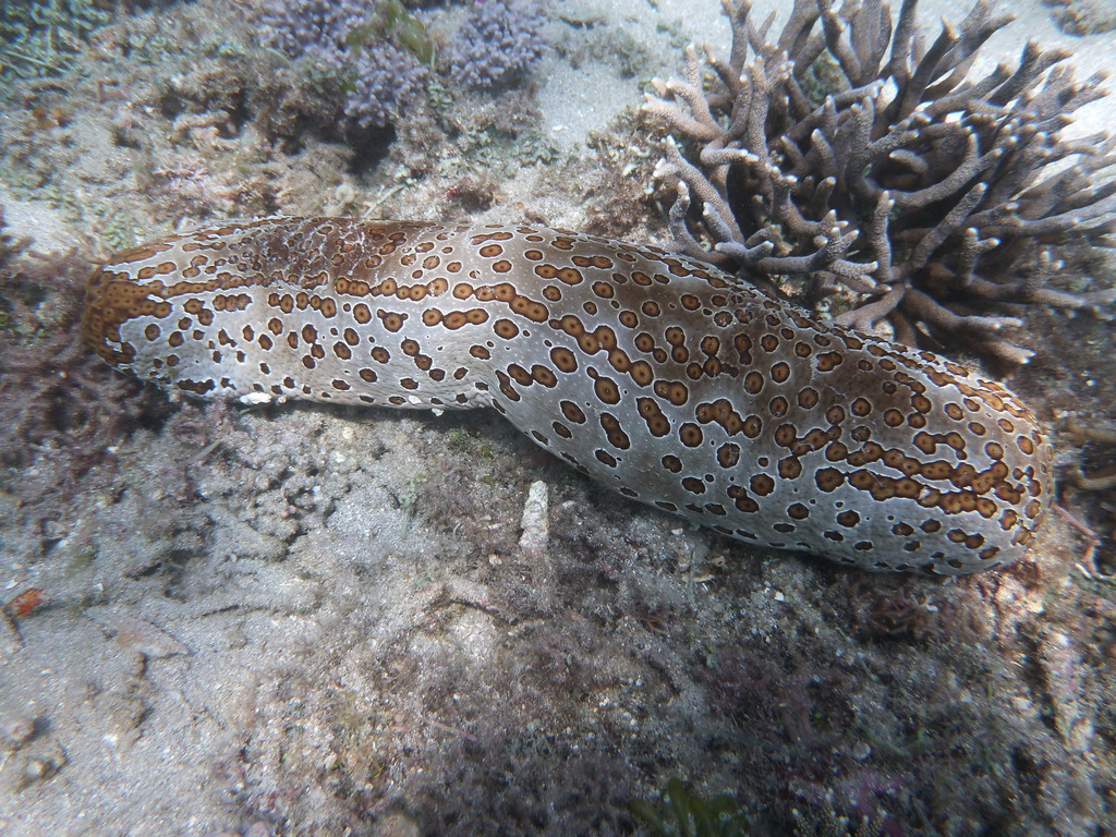 Leopard Sea Cucumber