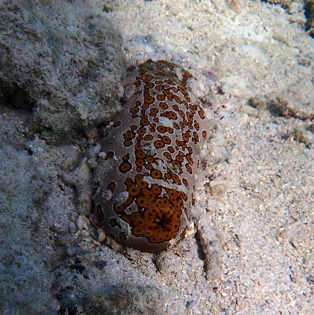 Leopard Sea Cucumber