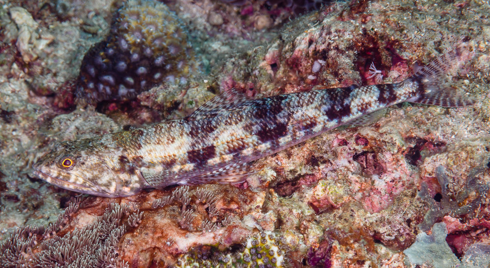Variegated Lizardfish