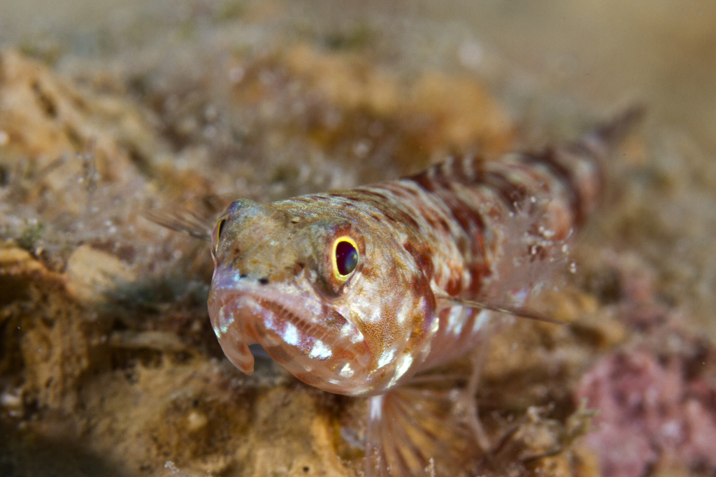 Variegated Lizardfish